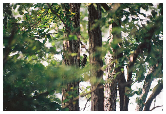 Kodak Ektar 100 - Pentax K1000